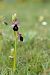 Ophrys catalaunica © Roger Coromina Marcé