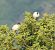 Ibis sacré (Threskiornis aethiopicus) © Adelfina Aldrovandi