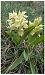Dactylorhiza sambucina (Orchis sureau) © Jean Deschâtres