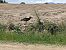 Ibis ermità (Geronticus eremita) © Lluc Costa