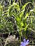 Epipactis helleborine subsp. tremolsii - Richard Fay