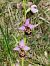 Ophrys fuciflora © Amélie Naturedivresse