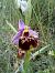 Ophrys fuciflora (Ophrys frelon) © auteur non diffusé