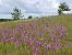 Anacamptis papilionacea var. expansa  - Gérard Joseph