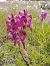 Anacamptis papilionacea var. expansa  - Gérard Joseph