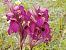 Anacamptis papilionacea var. expansa  - Gérard Joseph