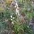 Cephalanthera longifolia  - Andreu Canut i Font