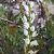 Cephalanthera longifolia © Andreu Canut i Font