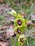 Ophrys aymoninii (Ophrys d'Aymonin) © William Gonzalez