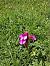 Anacamptis papilionacea var. expansa  - Robert Malrieu