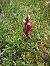 Anacamptis papilionacea var. expansa  - Robert Malrieu