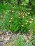 Cypripedium calceolus  - Ludovic Fort