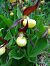 Cypripedium calceolus  - Ludovic Fort