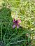 Anacamptis pyramidalis  - Sara Stella (FVG)