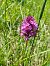 Anacamptis pyramidalis  - Sara Stella (FVG)