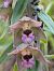 Epipactis helleborine (Épipactis à larges feuilles) © Patrick Benoit