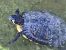 Testuggine palustre dalle orecchie gialle (Trachemys scripta scripta) © Nicola Baccetti