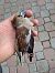 Frosone (Coccothraustes coccothraustes) © Autore sconosciuto