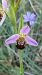 Ophrys apifera  - Enric Bringués