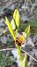 Ophrys apifera © Enric Bringués