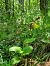 Cypripedium calceolus  - Virgile Gazzaniga
