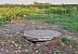 Upupa (Upupa epops) © Paolo Zonta