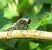 Libellula fulva © Monica Carabella