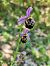 Ophrys fuciflora subsp. druentica  - Catherine Rolland