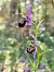 Ophrys fuciflora subsp. druentica  - Catherine Rolland