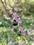 Ophrys fuciflora subsp. druentica  - Catherine Rolland
