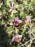 Ophrys fuciflora subsp. druentica  - Richard Fay