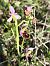 Ophrys fuciflora subsp. druentica  - Richard Fay