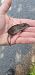 Valais Shrew (Sorex antinorii) © Roberto Toffoli