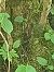 Apodemus sp. © Sara Stella (FVG)