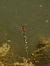 Crocothemis erythraea  - Sara Stella (FVG)