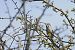 Barred Warbler  - Ryszard Dworak