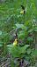 Cypripedium calceolus 