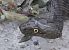 Natrice tessellata (Natrix tessellata) © Angelino Dissegna