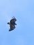 Vautour moine  - Julian Debus