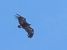 Vautour moine  - Julian Debus