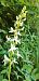 Platanthera bifolia (Platanthère à deux feuilles) © Laurent Fourneret