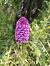 Anacamptis pyramidalis  - Sara Stella (FVG)