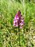 Anacamptis pyramidalis  - Sara Stella (FVG)