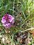 Anacamptis pyramidalis © Sara Stella (FVG)