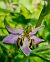 Ophrys apifera var. friburgensis (Ophrys abeille de Fribourg) © Laurent Bignon