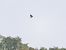 Black-winged Kite - Mikel Etxegarai