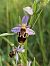 Ophrys fuciflora  - Nina Scheibel