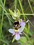 Ophrys fuciflora  - Nina Scheibel