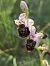 Ophrys fuciflora (Ophrys frelon) © Nina Scheibel