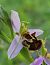 Ophrys apifera (Ophrys abeille) © Bastien Milanese